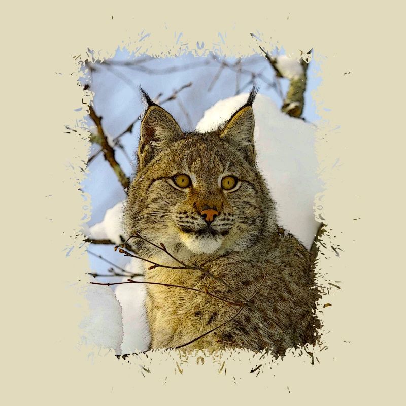 Luchs