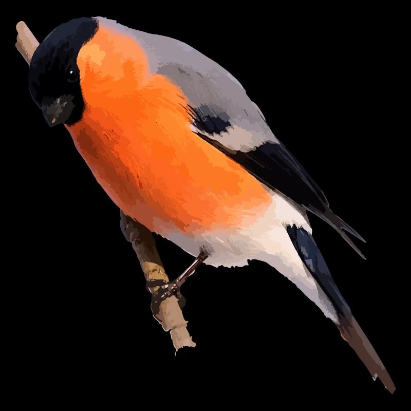 Gimpel Dompfaff sits on branch