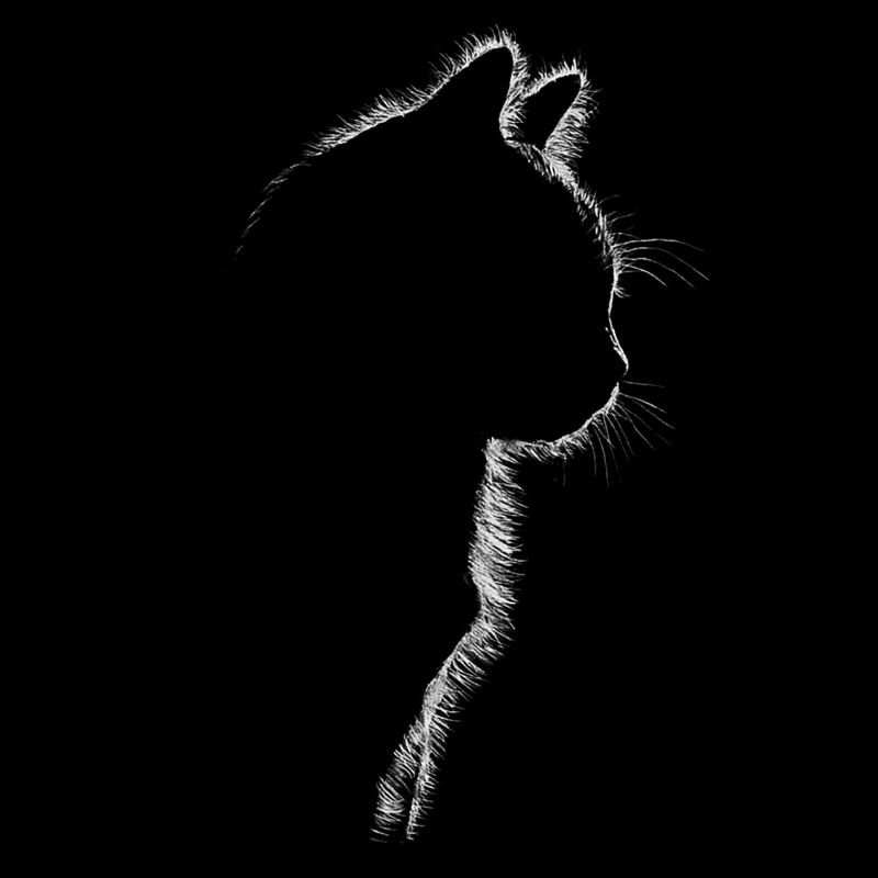 Katzenliebe