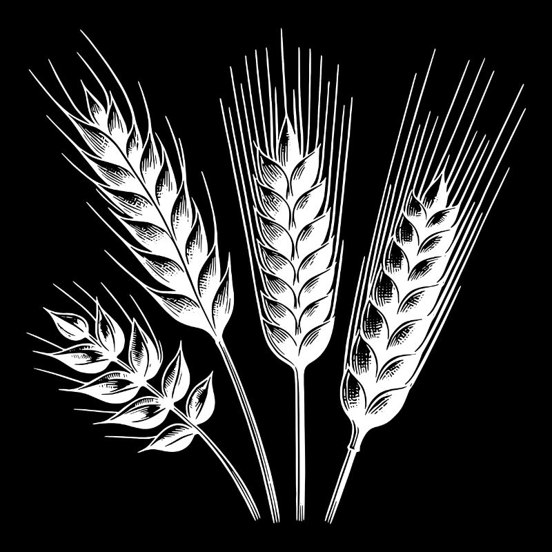 Different types of grain ears