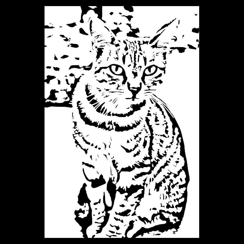 Chat noir et blanc