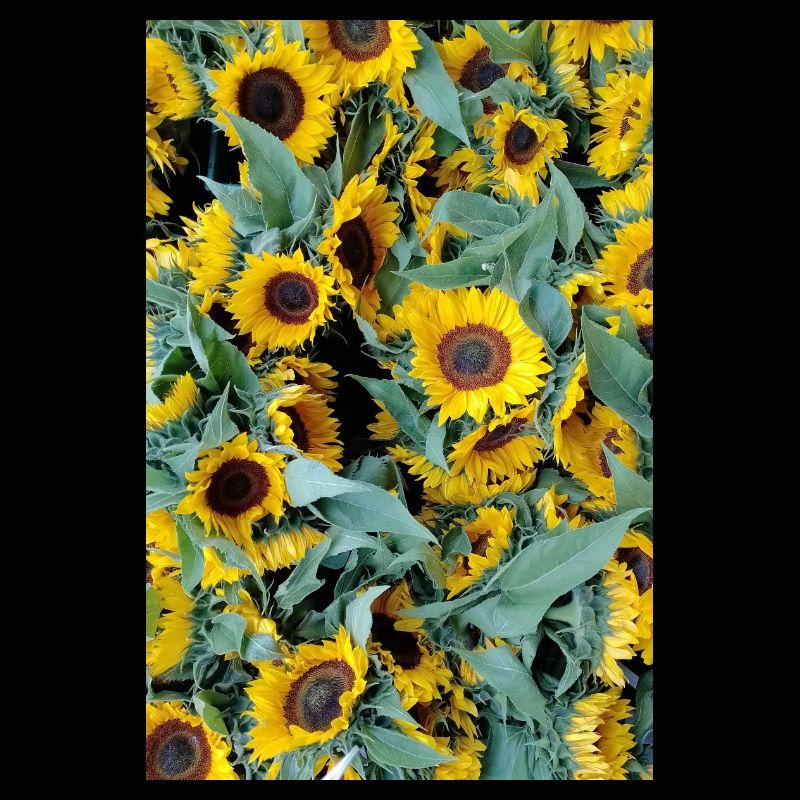 SONNENBLUMENSTIMMUNG