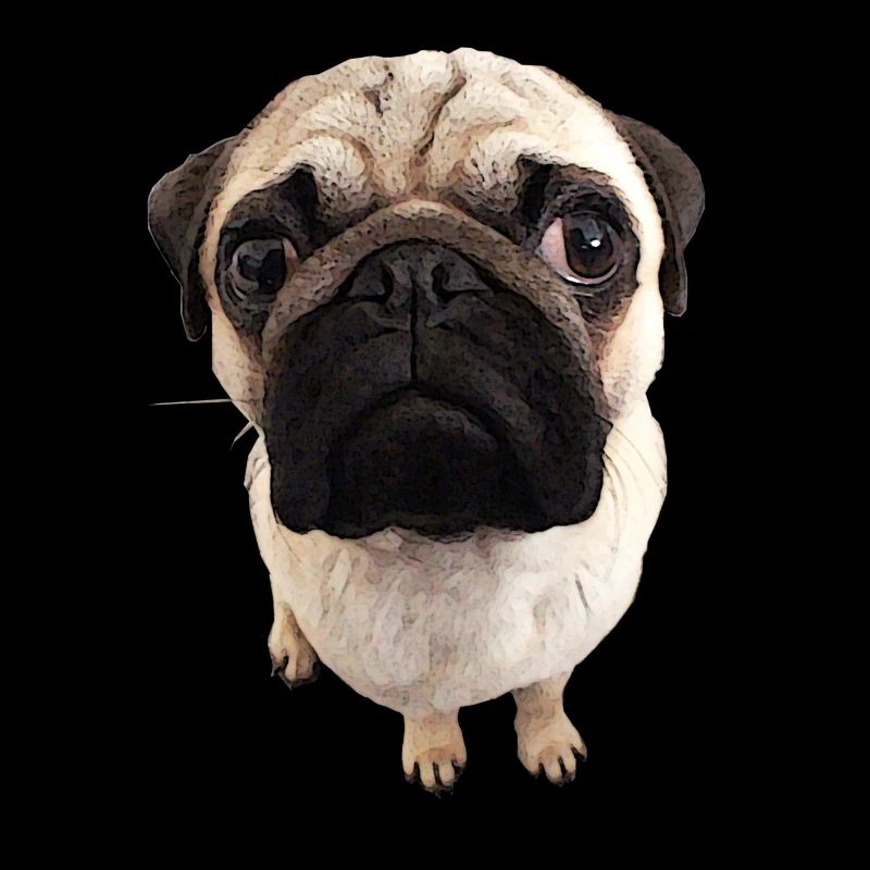 Mops Blick