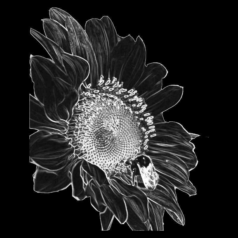Sonnenblume Black&White