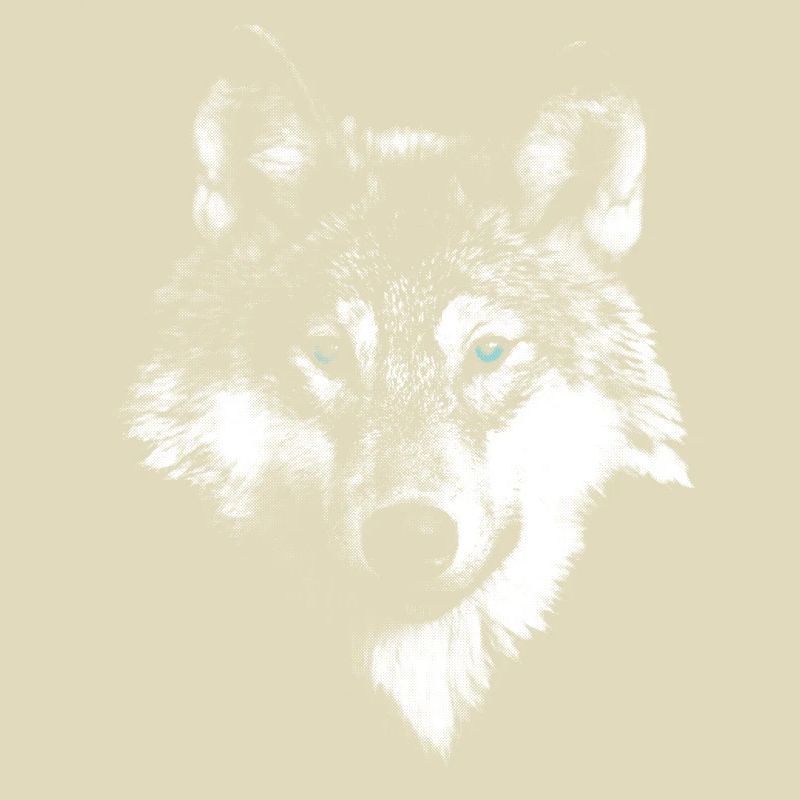 Wolf wolf head