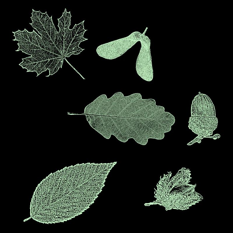 Ahorn, Eiche, Buche mint