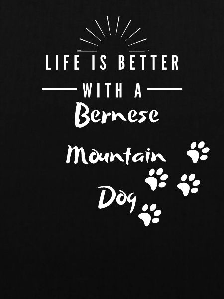 Bernese Mountain Dog