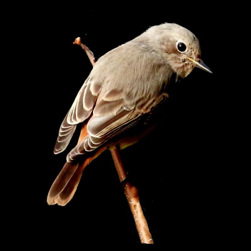 Rotschwänzchen