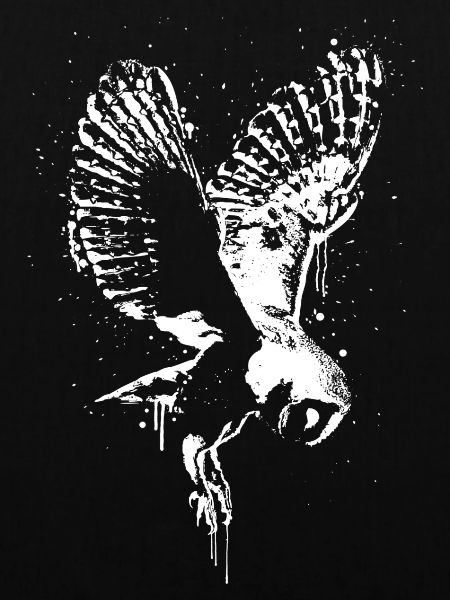 Schleiereule Tyto Alba