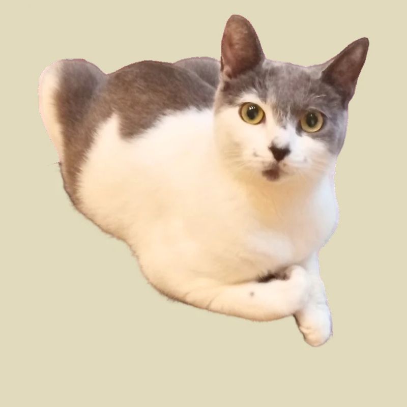 Mignon Compagnon de chat