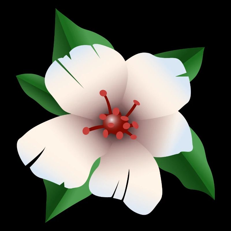 Hibiscus - Fleur d’hibiscus