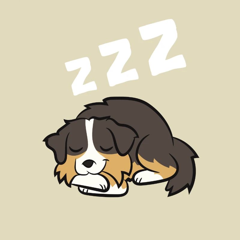 Australian Shepherd Aussie Dog Sleeping