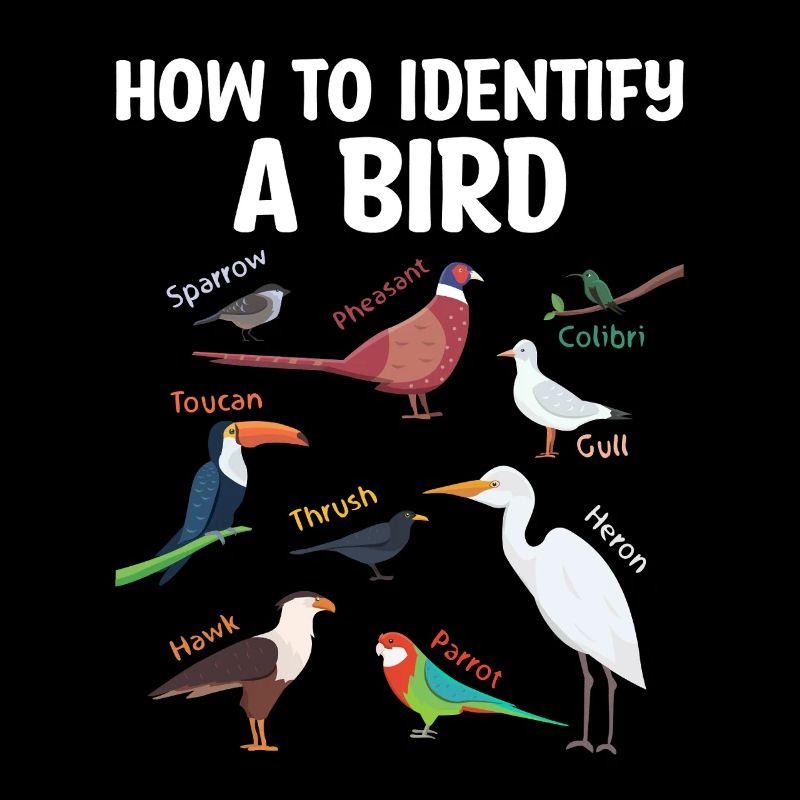 How To Identify A Bird Birdwatching Birdwatcher