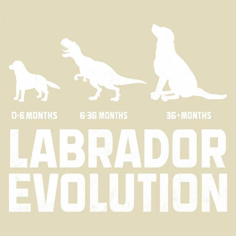 Evolution Labrador Retriever Lab Hund Retriever
