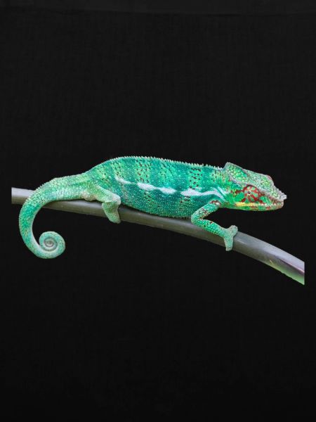 chameleon