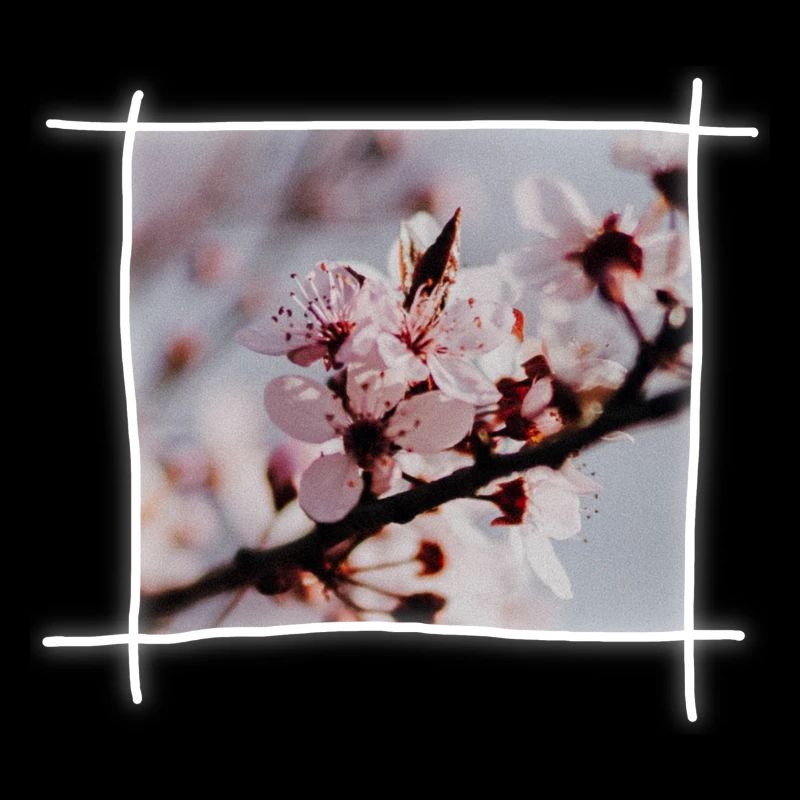 Cherry Blossoms & Cherry Tree