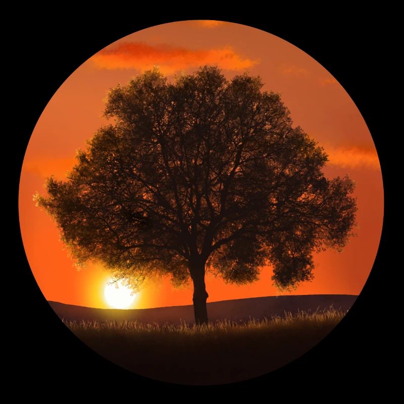 Baum