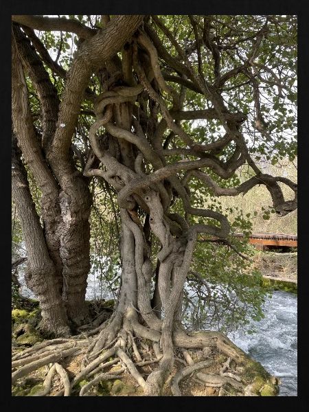 Baum, Kraft der Natur