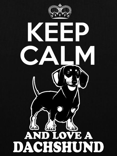 Dachshund