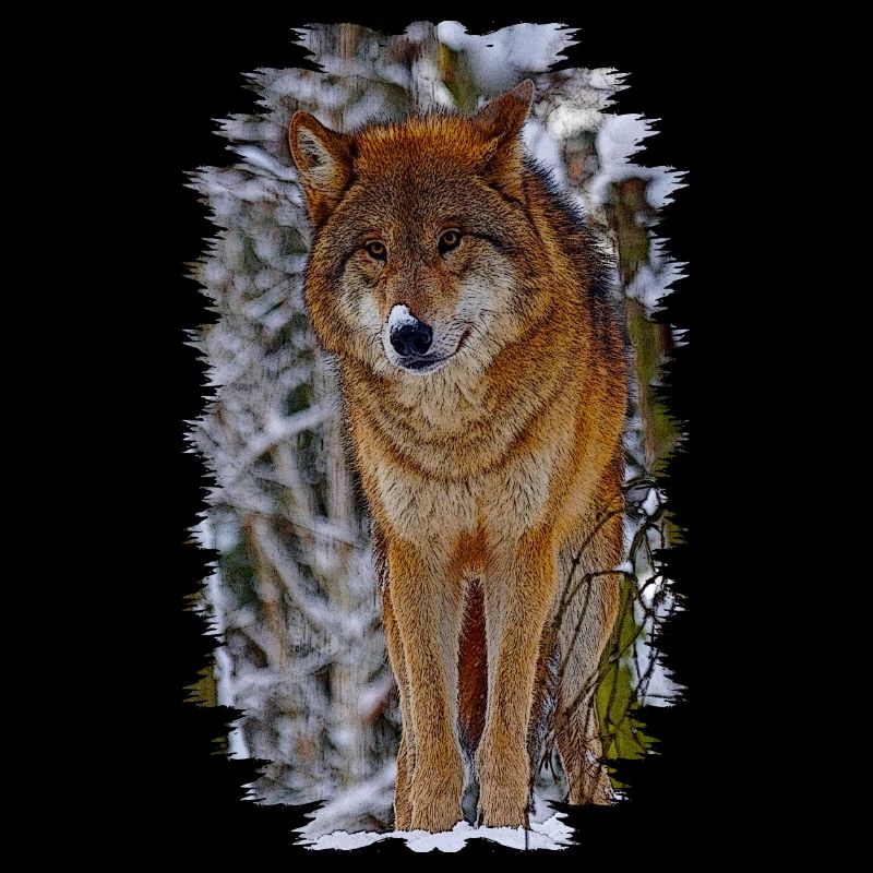 wolf