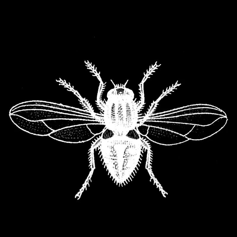 Weiße Fliege