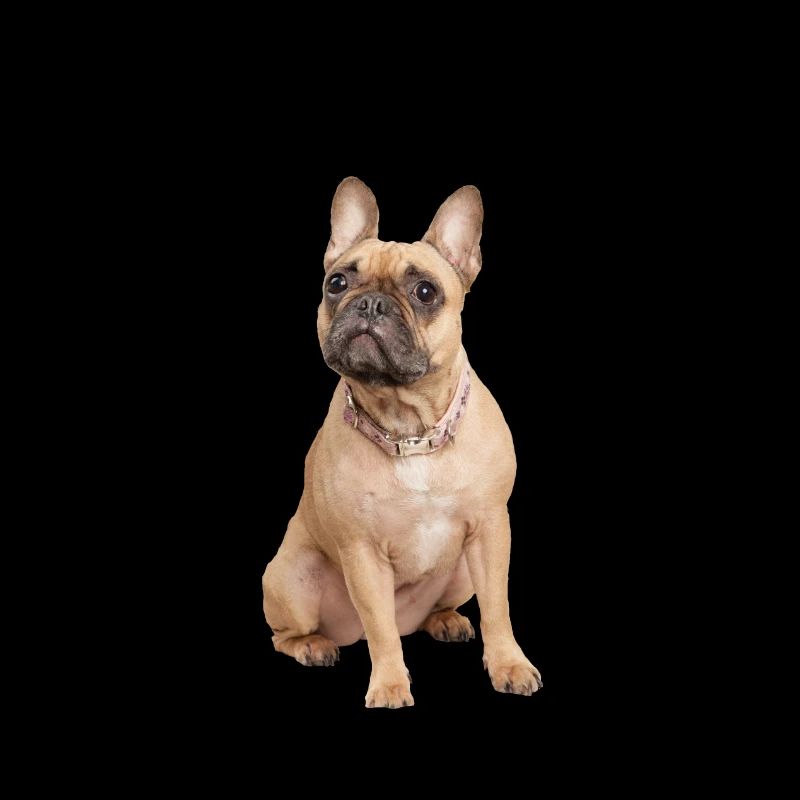 Bouledogue français