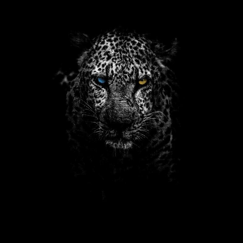 leopard