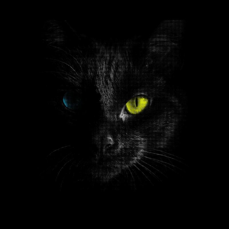 Schwarze Katze