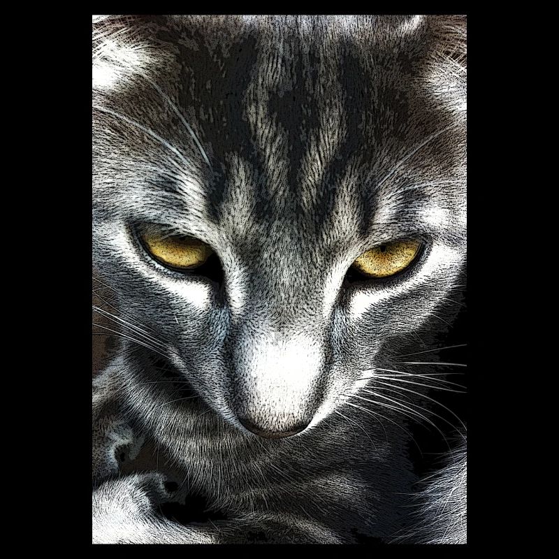 Katze