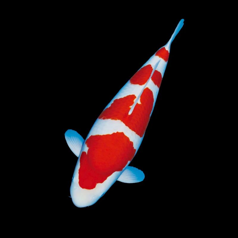Koi Kohaku Karpfen