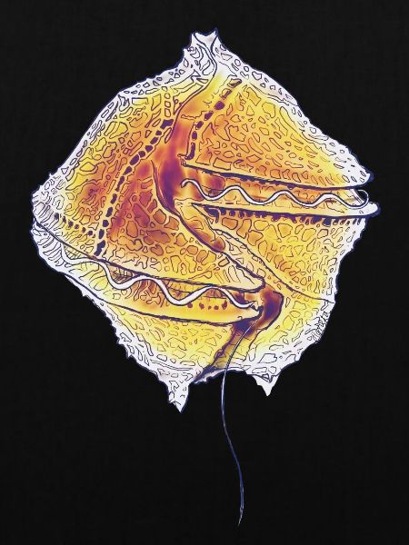Gonyaulax spinifera