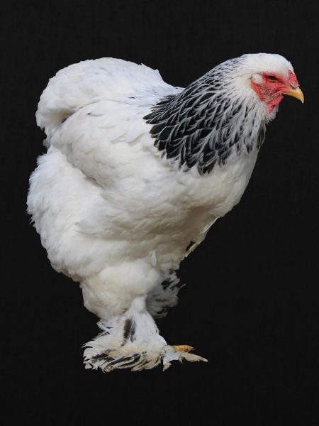 Brahma