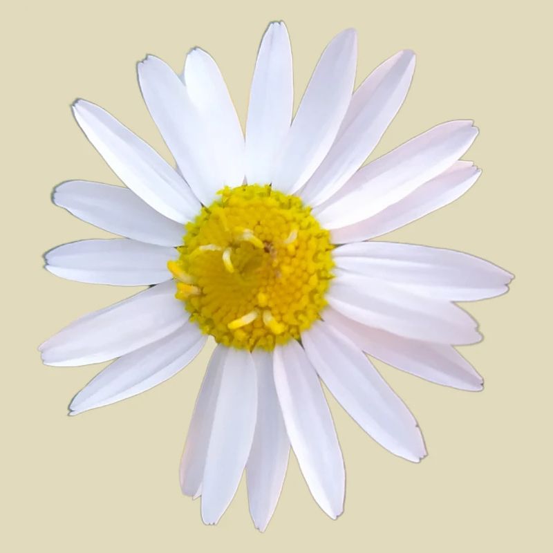 Gänseblümchen