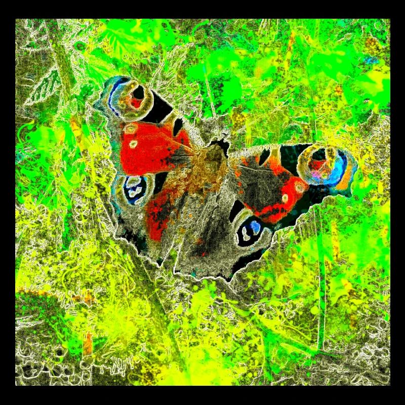 schmetterling