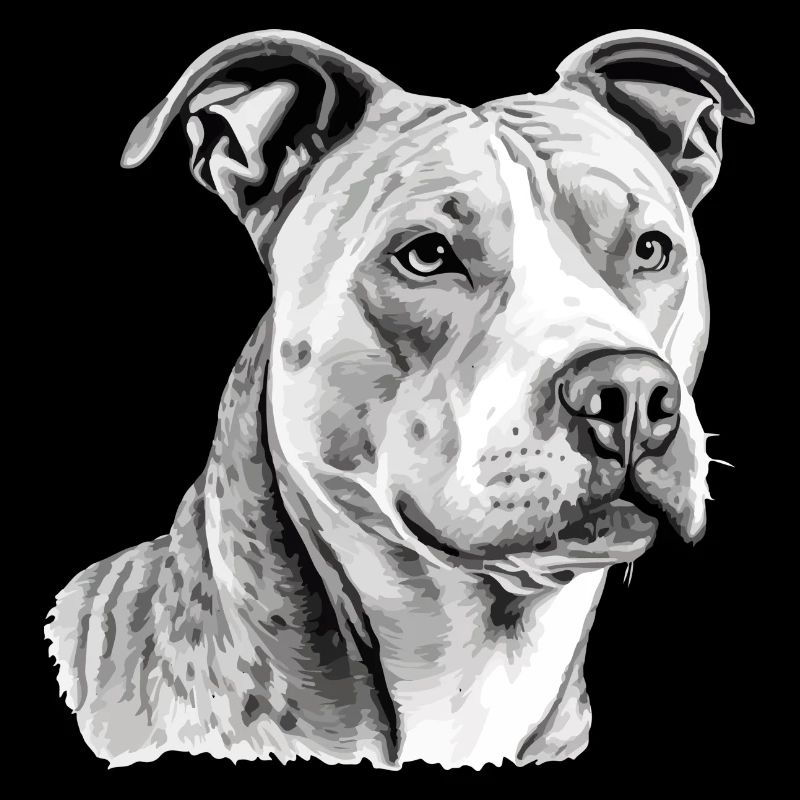 Jack der Pitbull