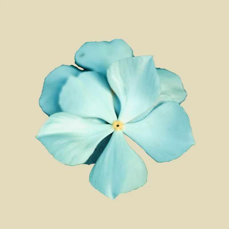 blaue Blume
