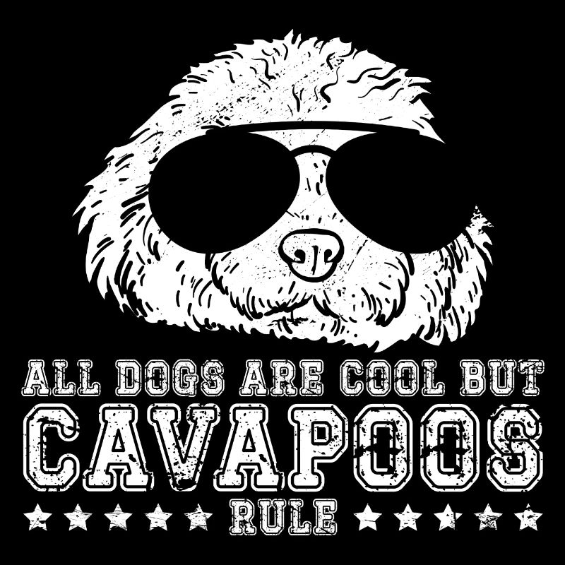 Cavapoo Cavoodle Capoodle Hund
