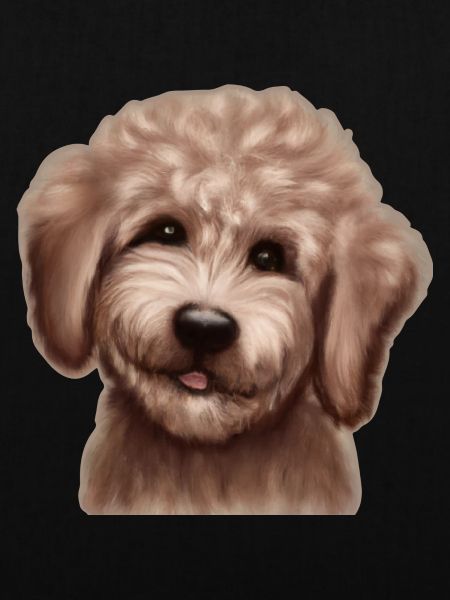 Labradoodle Pudel Vierbeiner Hundefreund