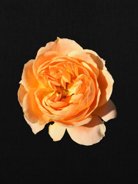 Rose isoliert