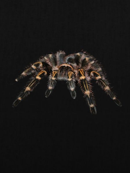 Spider Vogelspinner