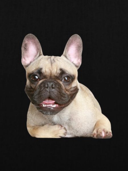 Bulldog
