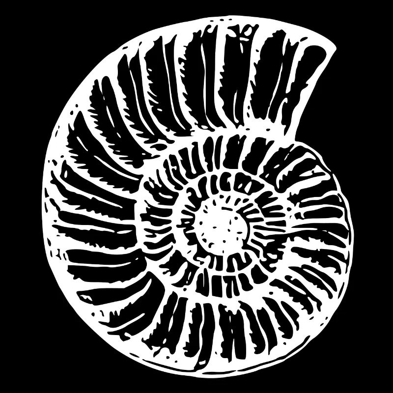 Shell - Sketch