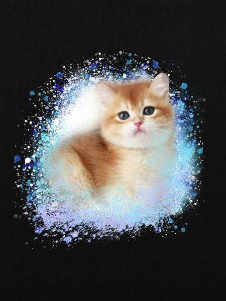 kitten,cat,kitten,graffiti,painting