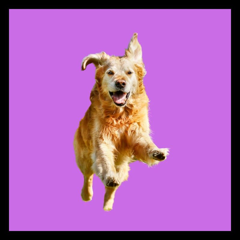 Hund 2