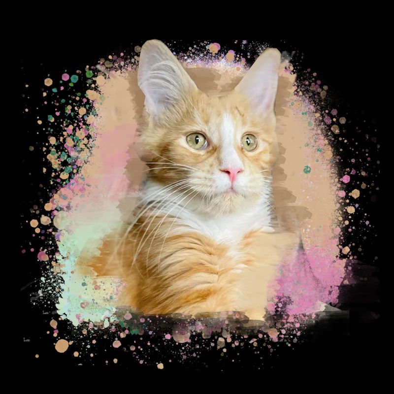 maincoon,katze,graffiti,malerei, Maine-Coon-Katze,