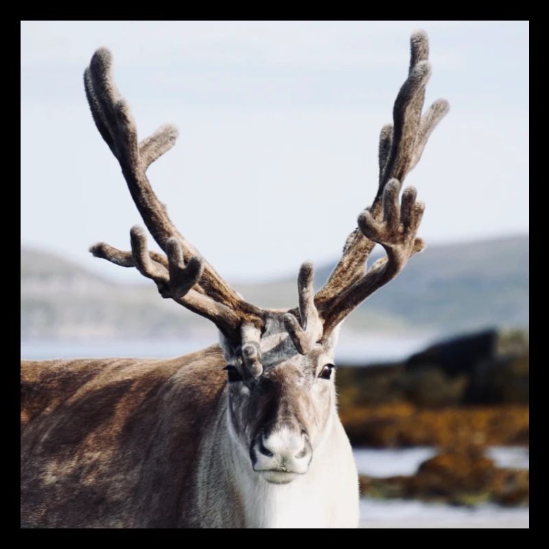 Wild Reindeer