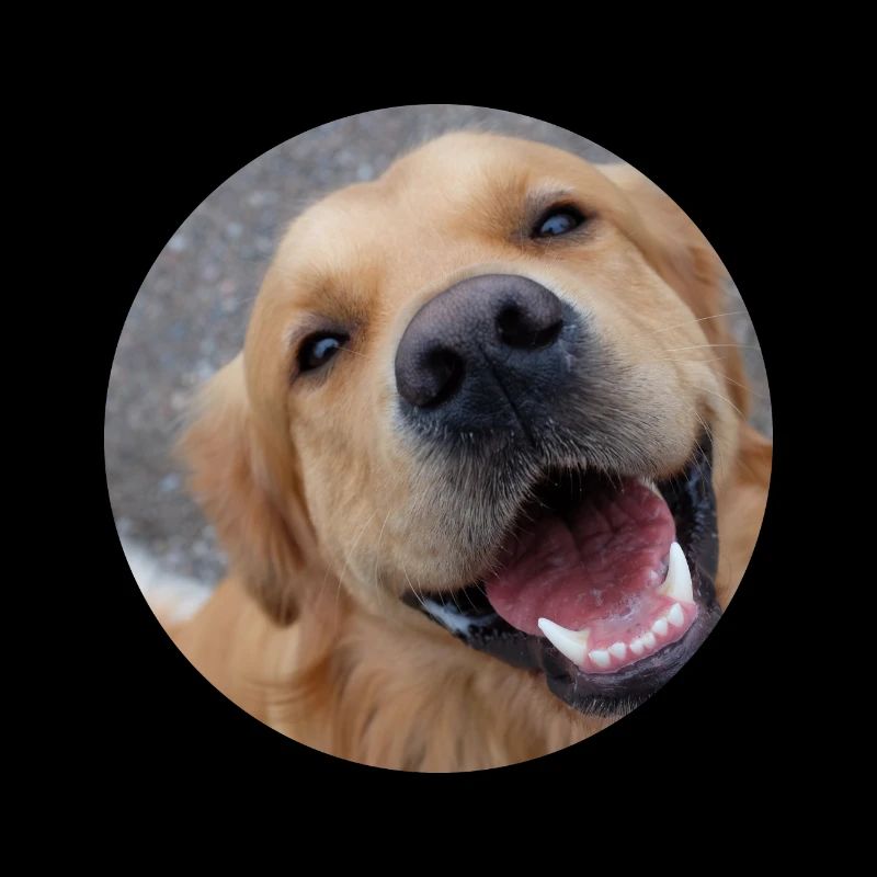 Cute dog
