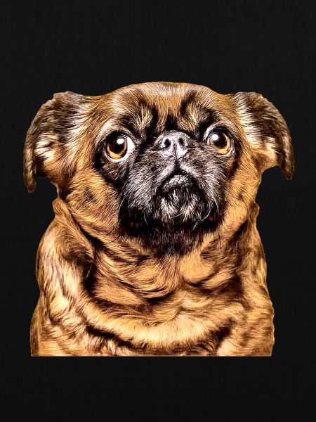 Brüssel Griffon 2