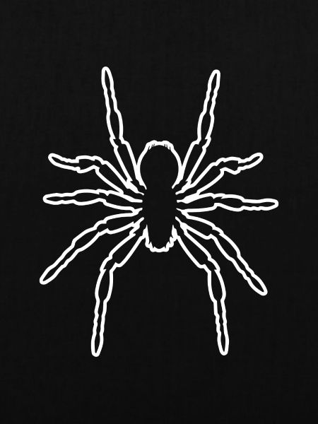 Spinne Spinnen Tiere