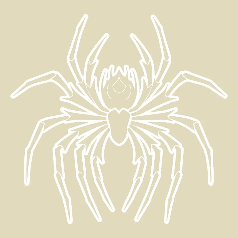 Spider spiders animals